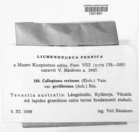 Caloplaca cerina image